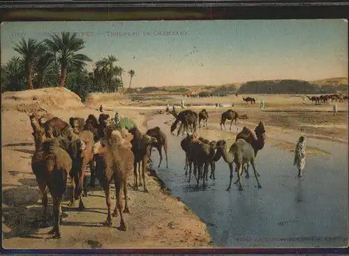 Kamele Algerien / Tiere /