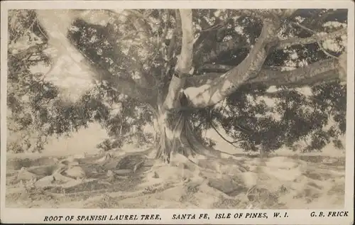 Baeume Trees Spanish Laurel Tree Santa Fe Spanien / Pflanzen /