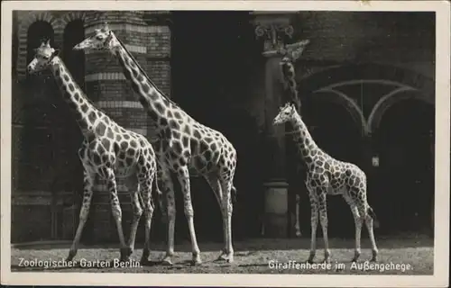 Tiere Zoo Berlin Giraffen / Tiere /