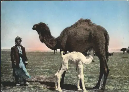 Kamele  / Tiere /