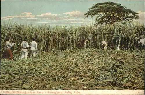 Landwirtschaft Harvesting Sugar Cane Cuba / Landwirtschaft /