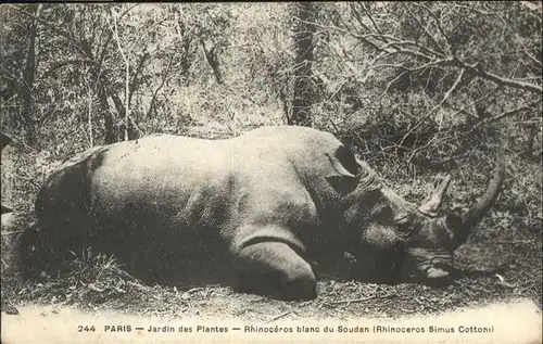 Tiere Nashorn Paris Jardin des Plantes / Tiere /