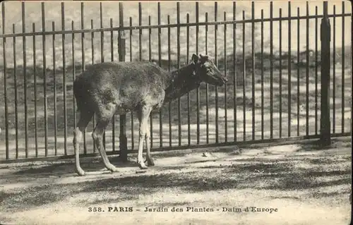 Tiere Paris Jardin des Plantes Daim d'Europe Damhirsch / Tiere /