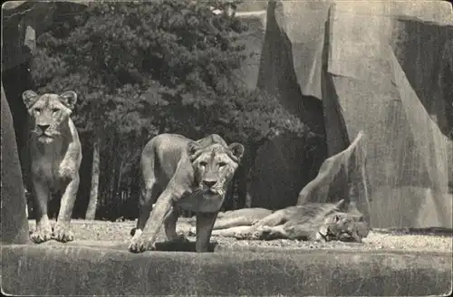 Tiere Paris Loewen  / Tiere /