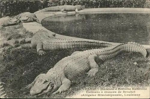 Tiere Krokodile Alligator Mississipensis / Tiere /