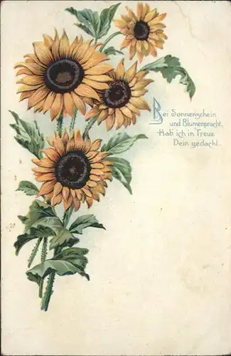 Blumen Sonnenblume / Pflanzen /