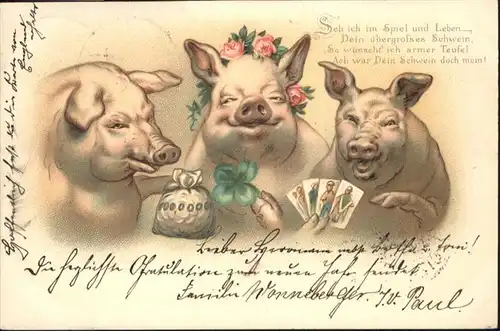 Schweine  / Tiere /
