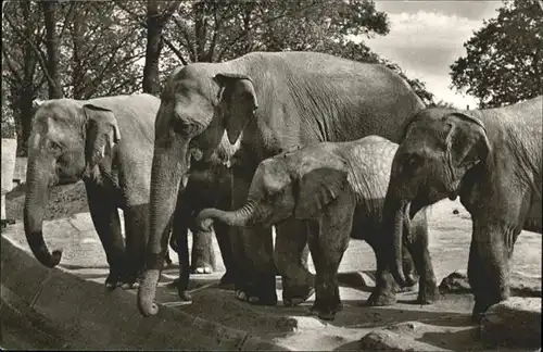 Dickhaeuter Elefanten Hamburg Stellingen Tierpark