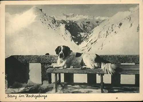 Hunde Bary Hochgebirge