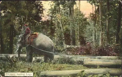 Dickhaeuter Elefant Reiter