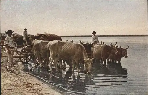 Balkan Bueffelgeschirre Nr 3 Kuehe Kat. 