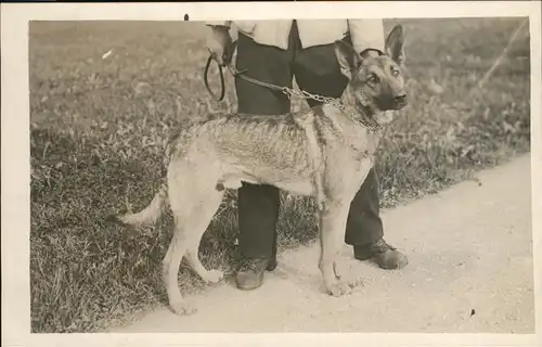 Schaeferhunde Scha Kat. 