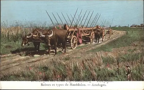 Stiere Ochsenkarren Macedoine