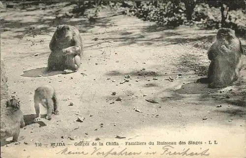 Affen Blida Gorges de la Chiffa Kat. Tiere