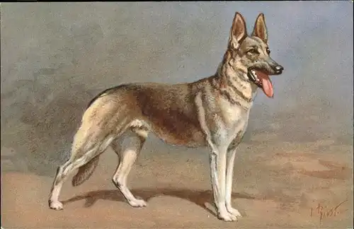 Schaeferhunde Lithographie Kat. Tiere