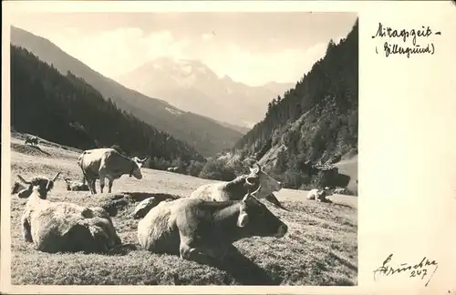 Kuehe Mittagszeit Zillergrund Kat. Tiere