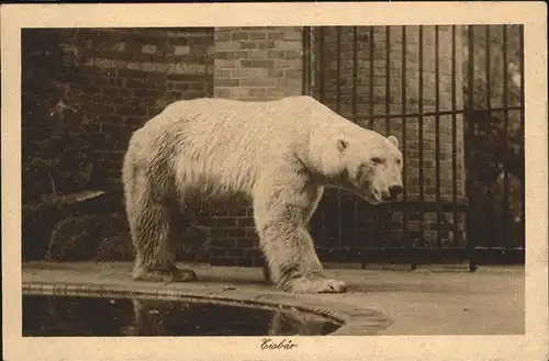 Eisbaer Zoo Berlin Kat. Tiere