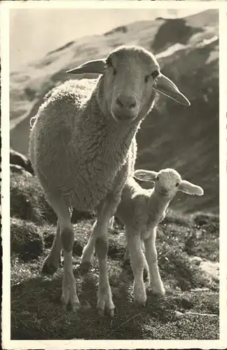 Schafe Buendner Bergen Kat. Tiere