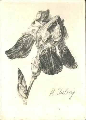 Hildegard Ebeling Iris