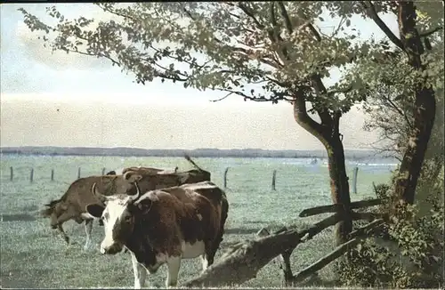 Verlag Photochemie Nr. 1700 Kuehe Kat. Kino und Film