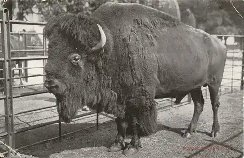 Tiere Bison Kat. Tiere