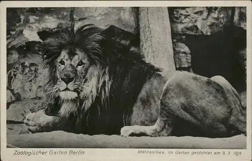 Zoo Maehnenloewe Berlin Kat. Tiere