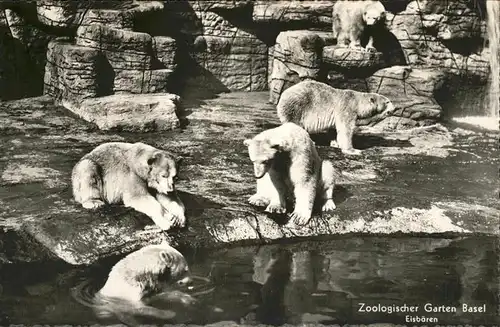 Zoo Eisbaeren Basel Kat. Tiere
