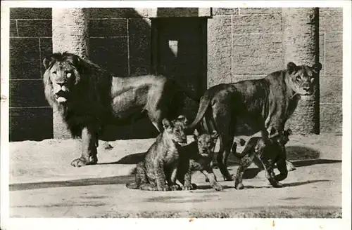 Zoo Loewenfamilie Tierpark Hellabrunn Kat. Tiere