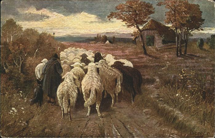 Hirte Schafe