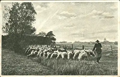 Hirte Schafe Kat. Landwirtschaft