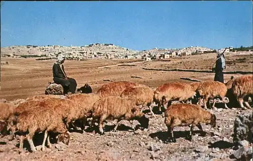 Hirte Schafe Bethlehem Jordan Kat. Landwirtschaft