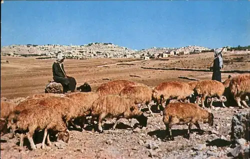 Hirte Schafe Bethlehem Jordan Kat. Landwirtschaft