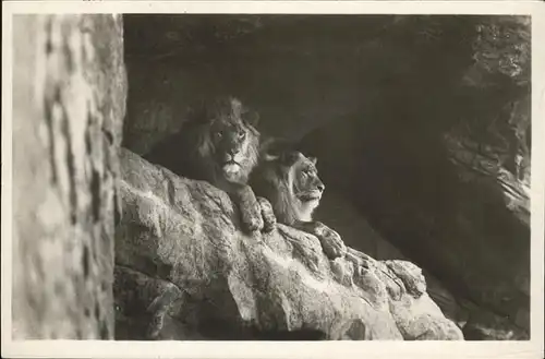 Hagenbeck Loewen Stellingen Kat. Tiere