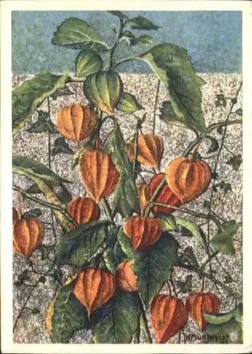 Kuenstlerkarte H. Muntwyler Physalis Kat. Kuenstler