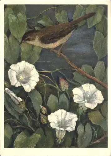 Blumen Teichrohrsaenger Vogel Kat. Pflanzen