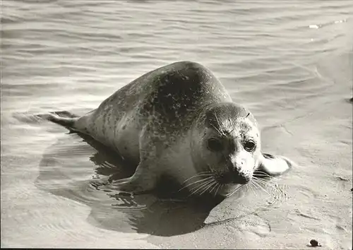 Seehunde Robben Nordseebad Langeoog / Tiere /