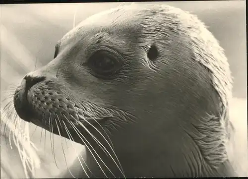 Seehunde Robben Insel Amrum / Tiere /