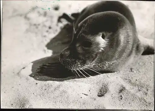 Seehunde Robben Heuter Amrum  / Tiere /