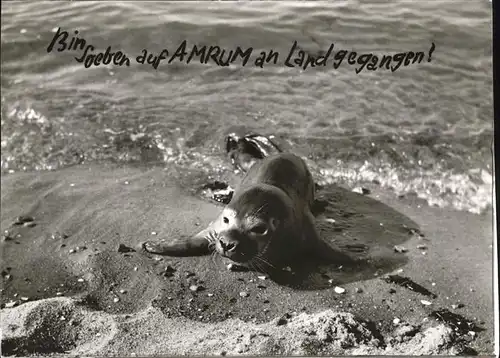 Seehunde Robben Amrum / Tiere /