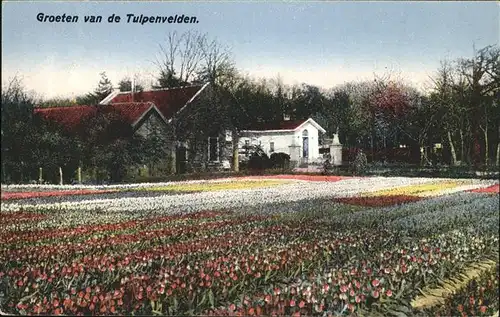 Blumen Tulpenfeld Groeten Kat. Pflanzen