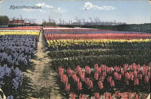 Blumen Xyacinthenvelden Niederlande Kat. Pflanzen