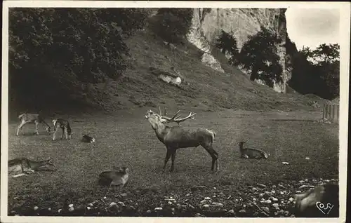 Hirsch Hellbrunn Salzburg Hirschgarten Kat. Tiere