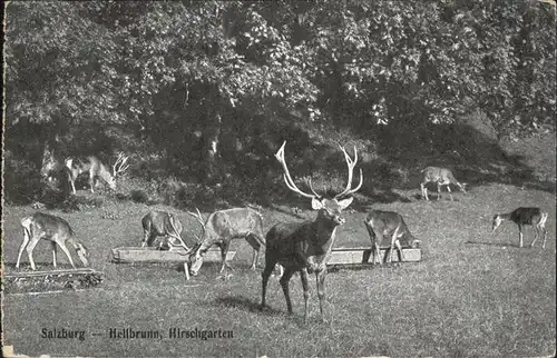 Hirsch Salzburg Hellbrunn Hirschgarten Kat. Tiere