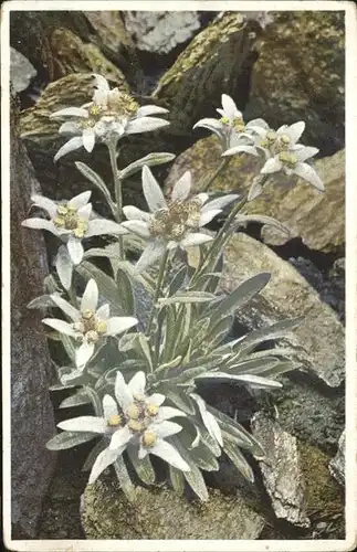 Edelweiss Leontopodium alpinum Kat. Pflanzen