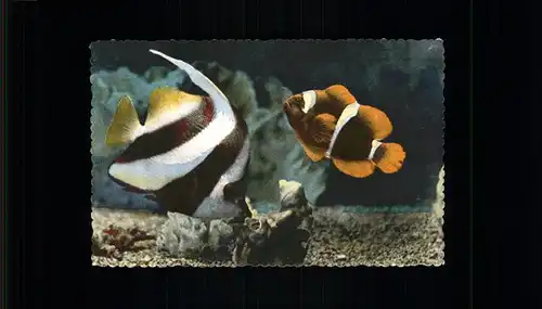 Fische Aquarium Monaco Kat. Tiere