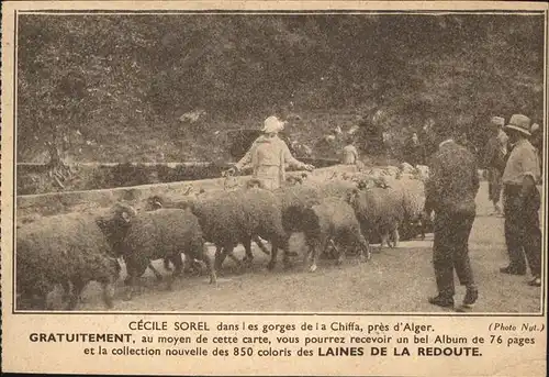 Schafe Roubaix Cecile Sorel Kat. Tiere