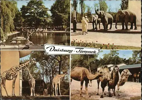 Zoo Duisburg Elefanten Giraffen Kamele Kat. Tiere