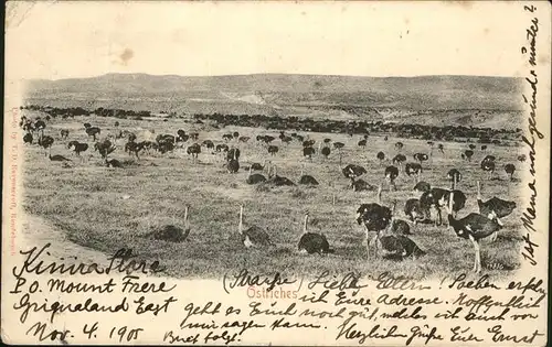 Voegel Strauss Ostriches Kat. Tiere