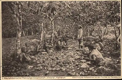 Landwirtschaft Kamerun Gewinnung Kakaobohnen Kakaobaeume Kat. Landwirtschaft