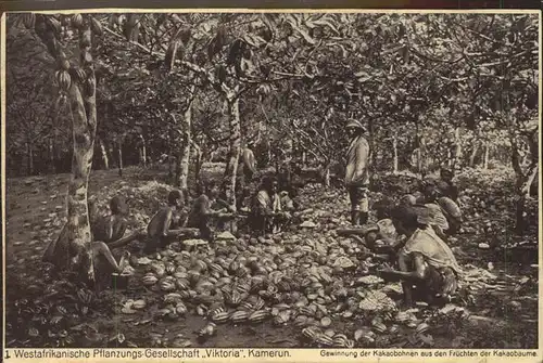 Landwirtschaft Westafrika Pflanzungsgesellschaft Viktoria Kamerun Kakaobohnen Kat. Landwirtschaft